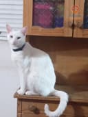 Copito